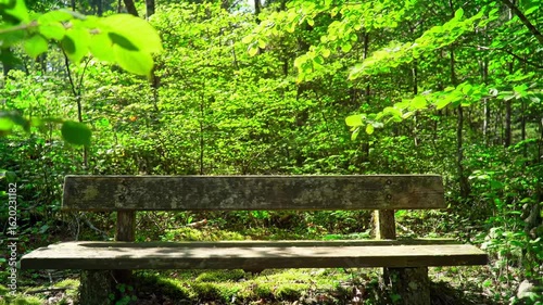 Wooden park bench in a lush forest
