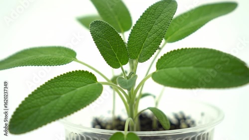 Young sage plant in a clear plastic pot