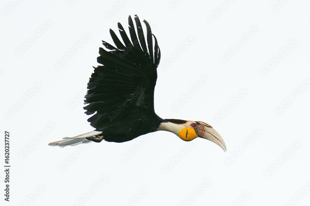 Fototapeta premium Wreathed Hornbill in flight bird watching in the forest