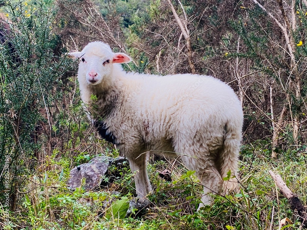 Naklejka premium sheep and lamb