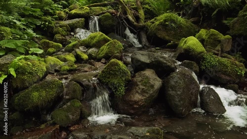 Lush green forest stream flowing over moss-covered rocks in the wilderness. Peaceful and untouched nature scene with small waterfalls, fresh water, and dense vegetation in a serene woodland.