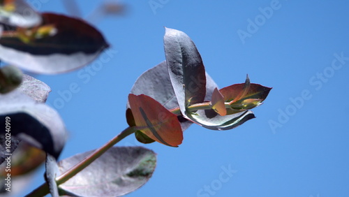 Close up of young eucalyptus leaves in Cotacachi, Ecuador