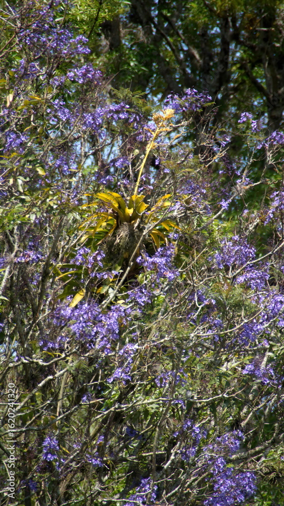 Obraz premium Bromeliad growing in a jacaranda tree with purple flowers, in Cotacachi, Ecuador