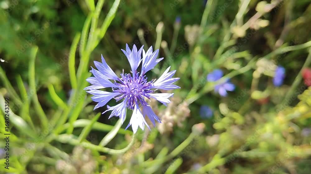 flower, nature, plant, spring, field, blue, flowers, purple, summer, blossom, grass, meadow, garden, cornflower, bloom, beauty, season, flora, color, blooming, landscape, petal, floral, leaf, wild flower, nature, plant, spring, field, blue, flowers, purple, summer, blossom, grass, meadow, garden, cornflower, bloom, beauty, season, flora, color, blooming, landscape, petal, floral, leaf, wild