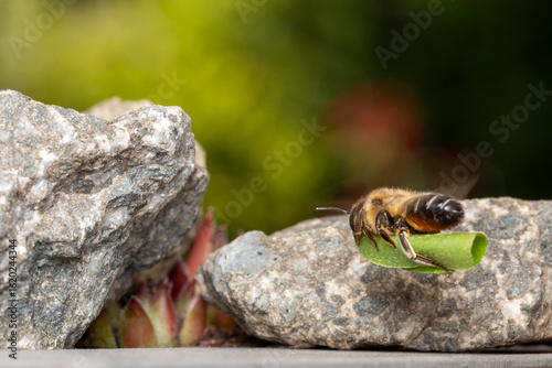 Blattschneiderbiene im Anflug an Nest makro