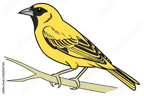 Realistic canary vector bird on plain white background
