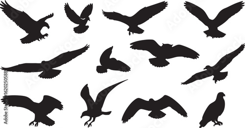 Vector art of collection of bird silhouettes in flight, isolated on transparent background