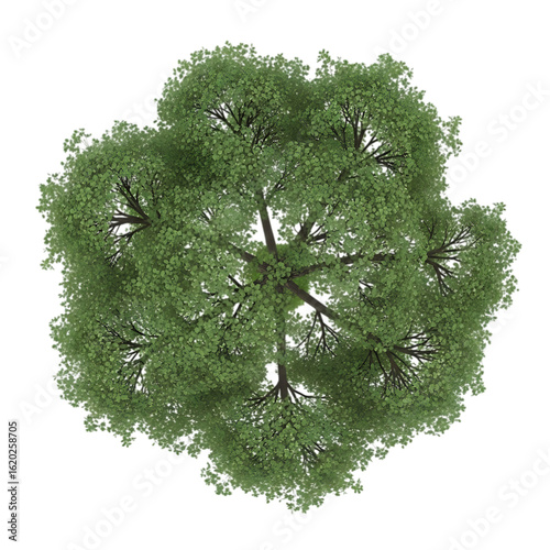 Lush green deciduous tree viewed from directly above isolated on transparent background