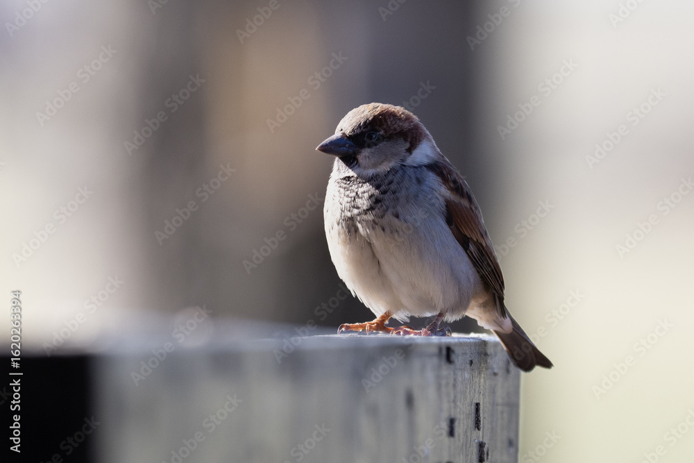 Naklejka premium Up close with a house sparrow in my backyard
