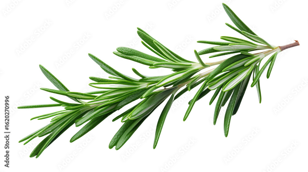 Fototapeta premium a close up of rosemary sprig showcasing on white background