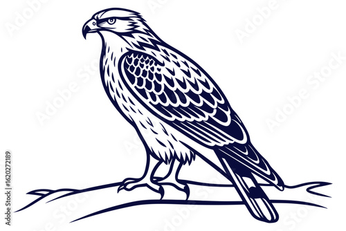 Hawk Bird Spread Wings Illustration on White Surface