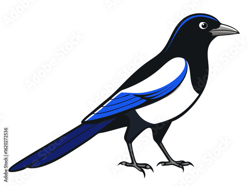 Detailed Magpie Drawing Isolated on White Background
