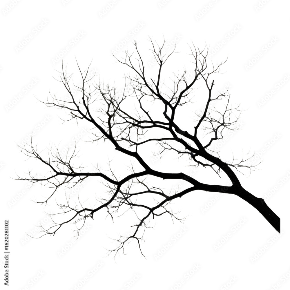 Fototapeta premium Bare Tree Branch: Eerie Elegance in Minimalist Contrast