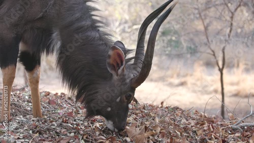 a close up high frame rate clip a male lowland nyala feeding at kruger national park of south africa