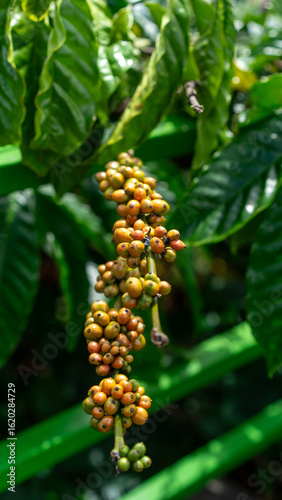 coffee bean tree