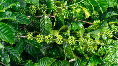 coffee bean tree