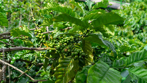 Coffee Cherry