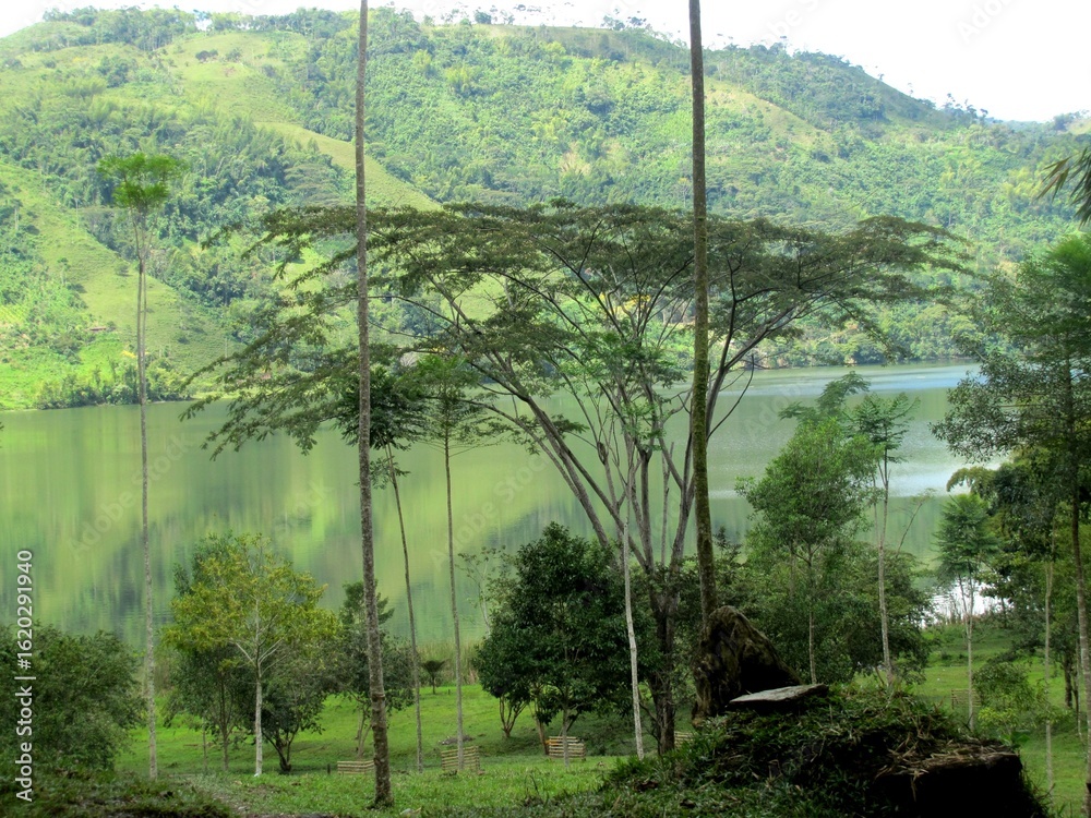 Fototapeta premium Naturaleza: tonalidades de verde en las montañas andinas del trópico 