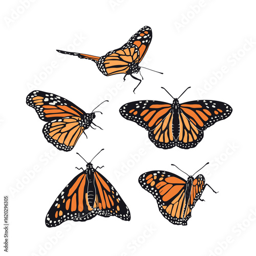 Hand drawn orange monarch butterflies clip art set. Beautiful tropical insects designs bundle