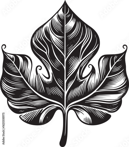 Elegant, stylized black and white line drawing of a fig leaf silhouette vector illustration