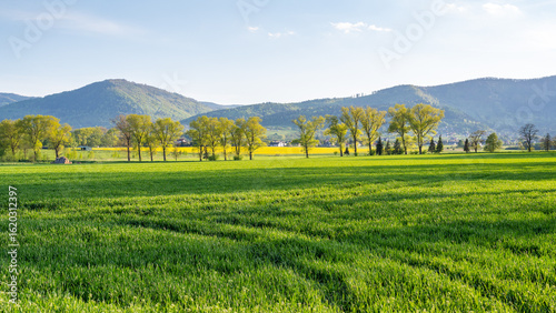 Fototapeta Naklejka Na Ścianę i Meble -  Pole z młodym zbożem wczesną wiosną z drzewami i Beskidem Śląskim w tle w miejscowości Lipowa