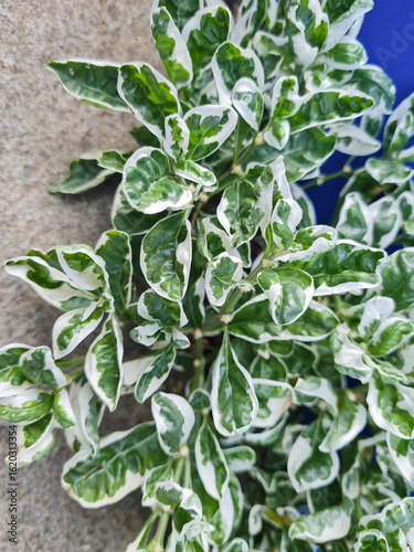 Leaf of Alternanthera Ficoidea 'White Carpet', also called Krokot Putih Varigata, is a herbaceous perennial ornamental plant. Variegated variety of Alternanthera Ficoidea of the Amaranthaceae family.