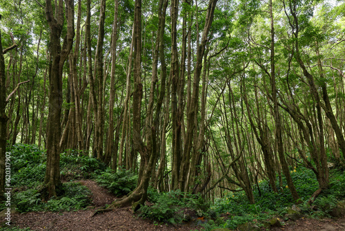 Une forêt sur une ile des Açores