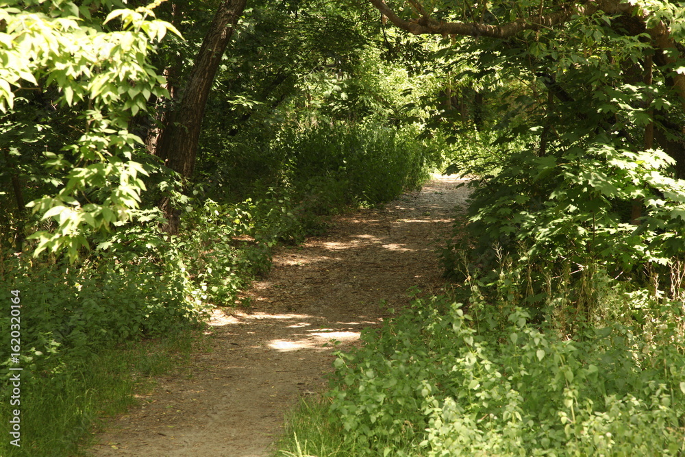 Fototapeta premium beautiful, forest, garden, green, landscape, nature, outdoor, summer, park, 