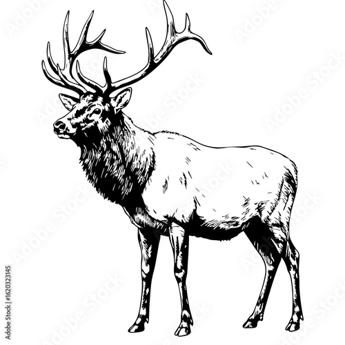 Elk vintage sketch illustration featuring antlers and detailed anatomy  