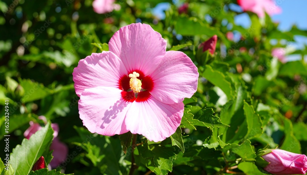 Vibrant pink hibiscus blooms amidst verdant foliage capturing summer's gentle radiance Vibrant pink hibiscus blooms amidst verdant foliage capturing summer's gentle radiance