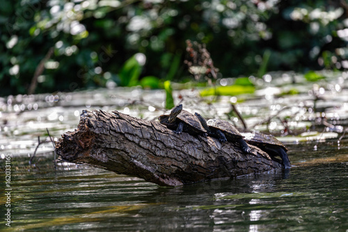 Turtle on fallen tree in Veleka river
