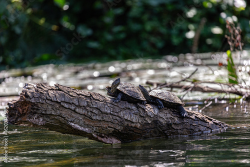Turtle on fallen tree in Veleka river