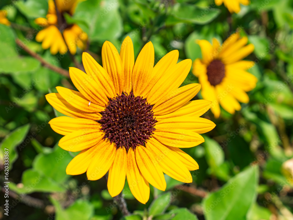 Fototapeta premium 太陽のように咲くひまわり