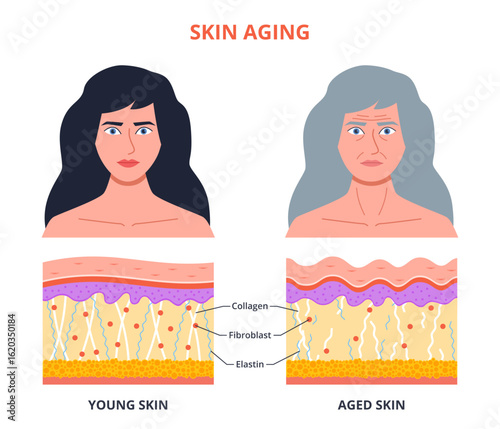 Aging process skin. Young, old woman portrait, structure changes, wrinkles, epidermis dehydration, elasticity loss, cartoon isolated female face, dermatology poster nowaday vector concept