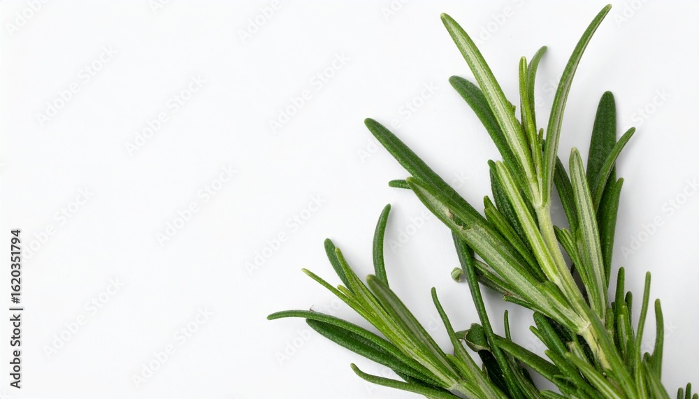 Fototapeta premium Fresh aromatic rosemary sprigs texture whiet background