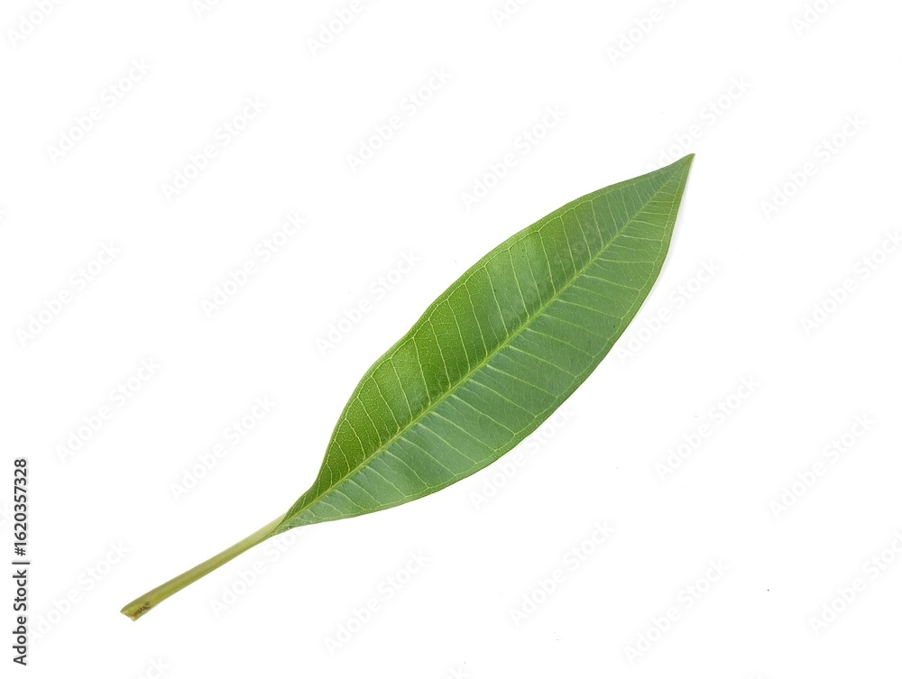 Obraz premium Frangipani leaf (plumeria alba) isolated on white background. Botanical photography for creative Design