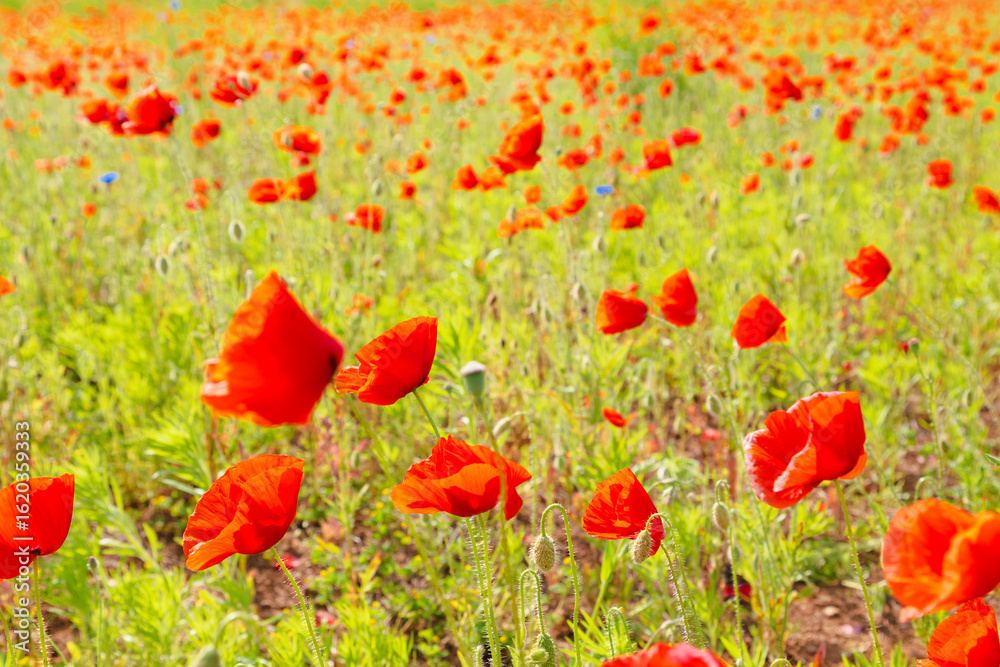 Obraz premium Red poppies in a meadow, cloudy sky and sunlight. Summer landscape.