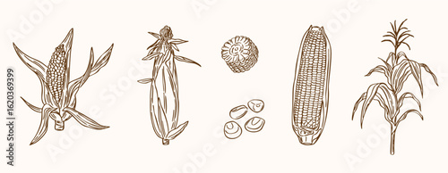 set of corn illustration - hand drawn sketch vector collection set