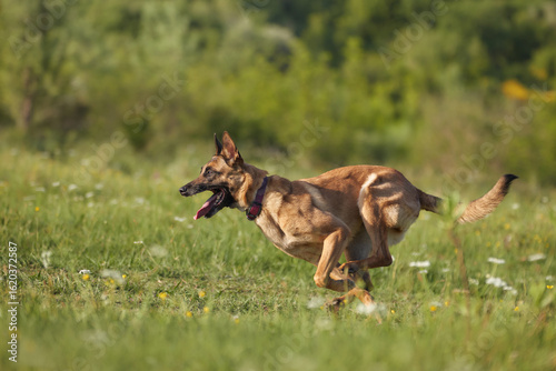 Photography Two energetic dogs race side by side across a bright meadow during playtime