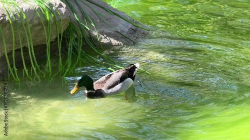 The cute ducks on the lake