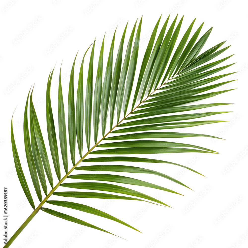 Obraz premium Tropical Palm Leaf Isolated on White Transparent Background – High-Quality Botanical Clipart