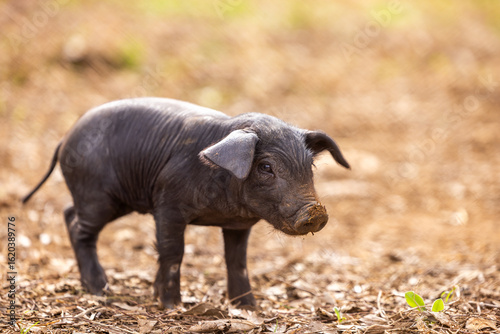 Piglet of the native Majorcan breed Porc Negre Mallorqui also the Majorcan Black Pig stands on a farm pasture in Mallorca, Balearic Islands, Spain