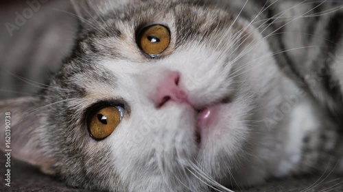 portrait of a cat. Beautiful shots of a cat lying on the floor in the kitchen