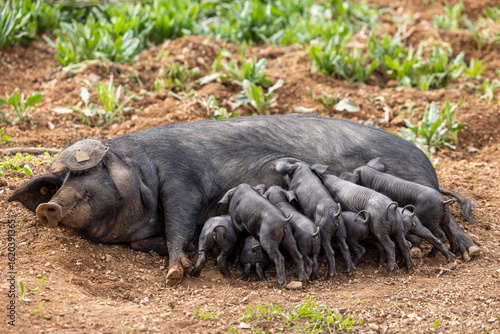 Piglets of the native Majorcan breed Porc Negre Mallorqui also the Majorcan Black Pig are suckled by their mother in Mallorca, Balearic Islands, Spain