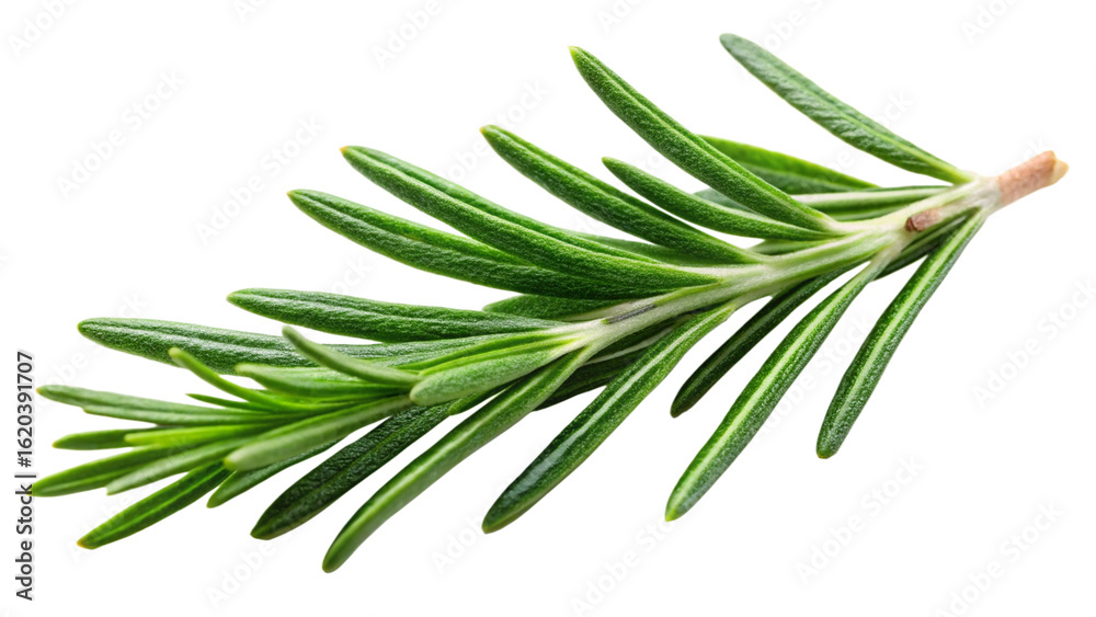 Fototapeta premium rosemary-leaf-herbal-is-spices-isolated-on-