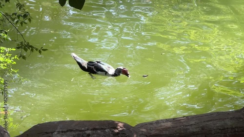 The cute ducks on the lake