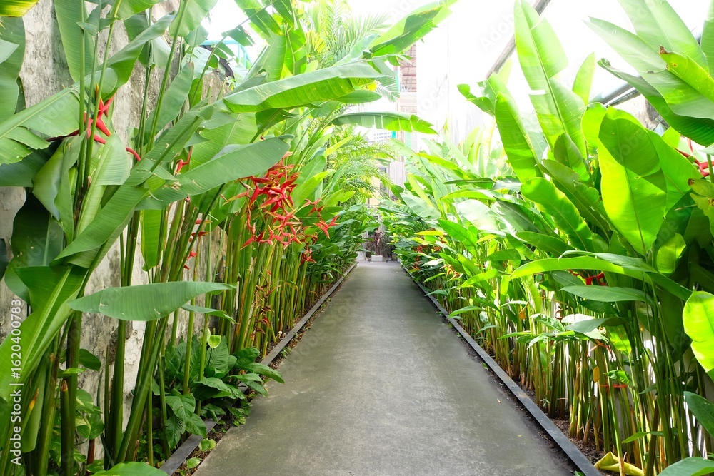 Obraz premium Heliconia bihai, red palulu, Lobster Claw, the flowers are red and yellow, arranged in a branched inflorescence. It is a herbaceous plant with underground rhizomes, and the above-ground part