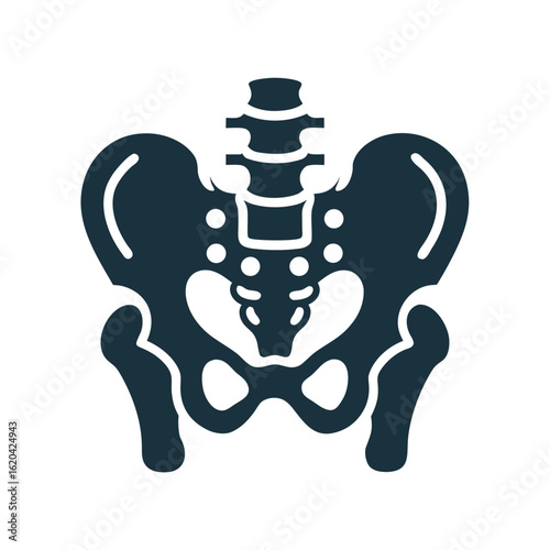 Dark blue human pelvis anatomy icon on white background skeleton bone