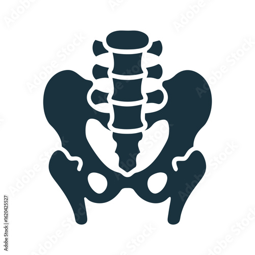 Dark blue human pelvis and spine icon on white background skeleton anatomy 1