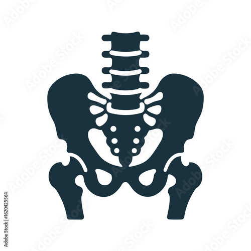 Dark blue human pelvis and spine icon on white background skeleton anatomy 3